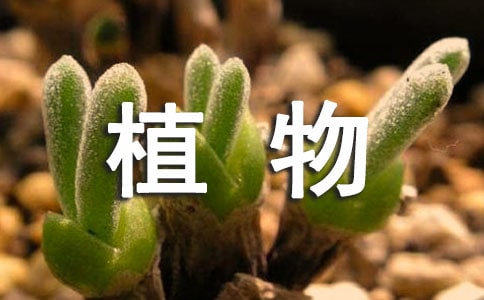 �^��ֲ��5�꼉����