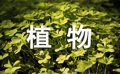 �茑��ֲ������ľ��x��6ƪ��